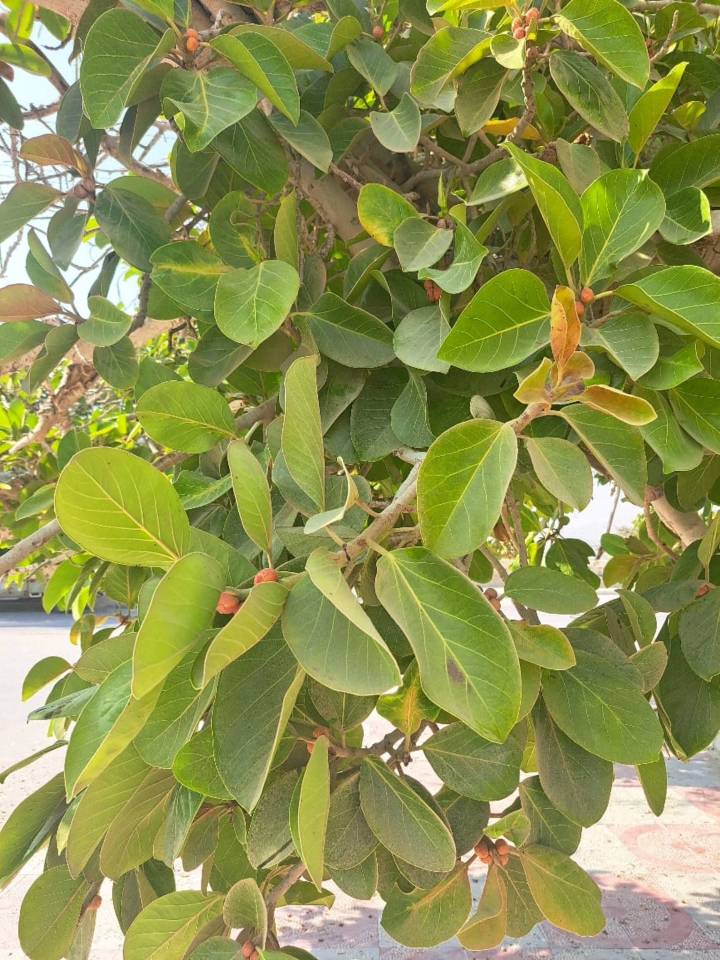 IMG 20261006 151710